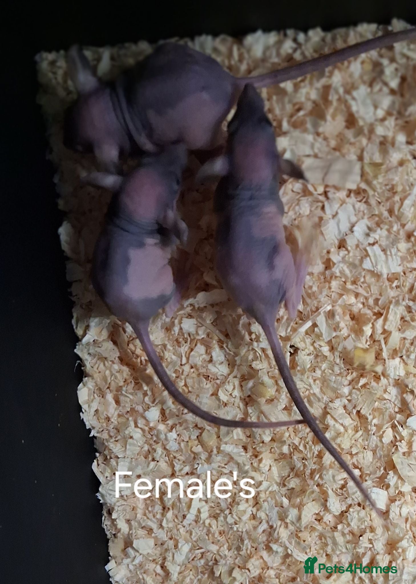 Rat rodents Baby Dumbo Rat's Male's & Female's - Advert 2