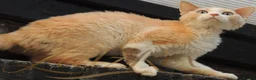Devon Rex cats for sale: Lovely Longhaired Devon Rex  - Advert 4
