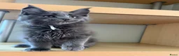 Maine Coon cats for sale: Handsome boys - Advert 4