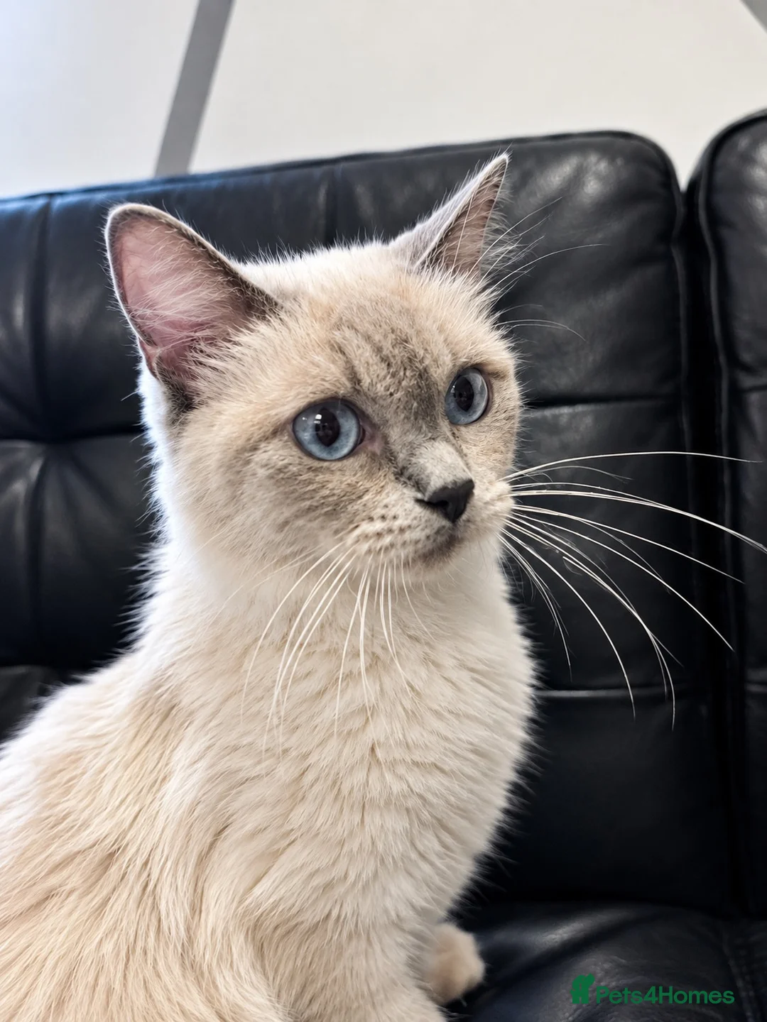 Ragdoll cats for sale: Female ragdoll in Chatham - Advert 7
