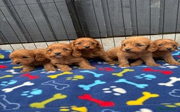 Cavapoo dogs for sale: Only two Beautiful girls cavapoos available  - Image 9