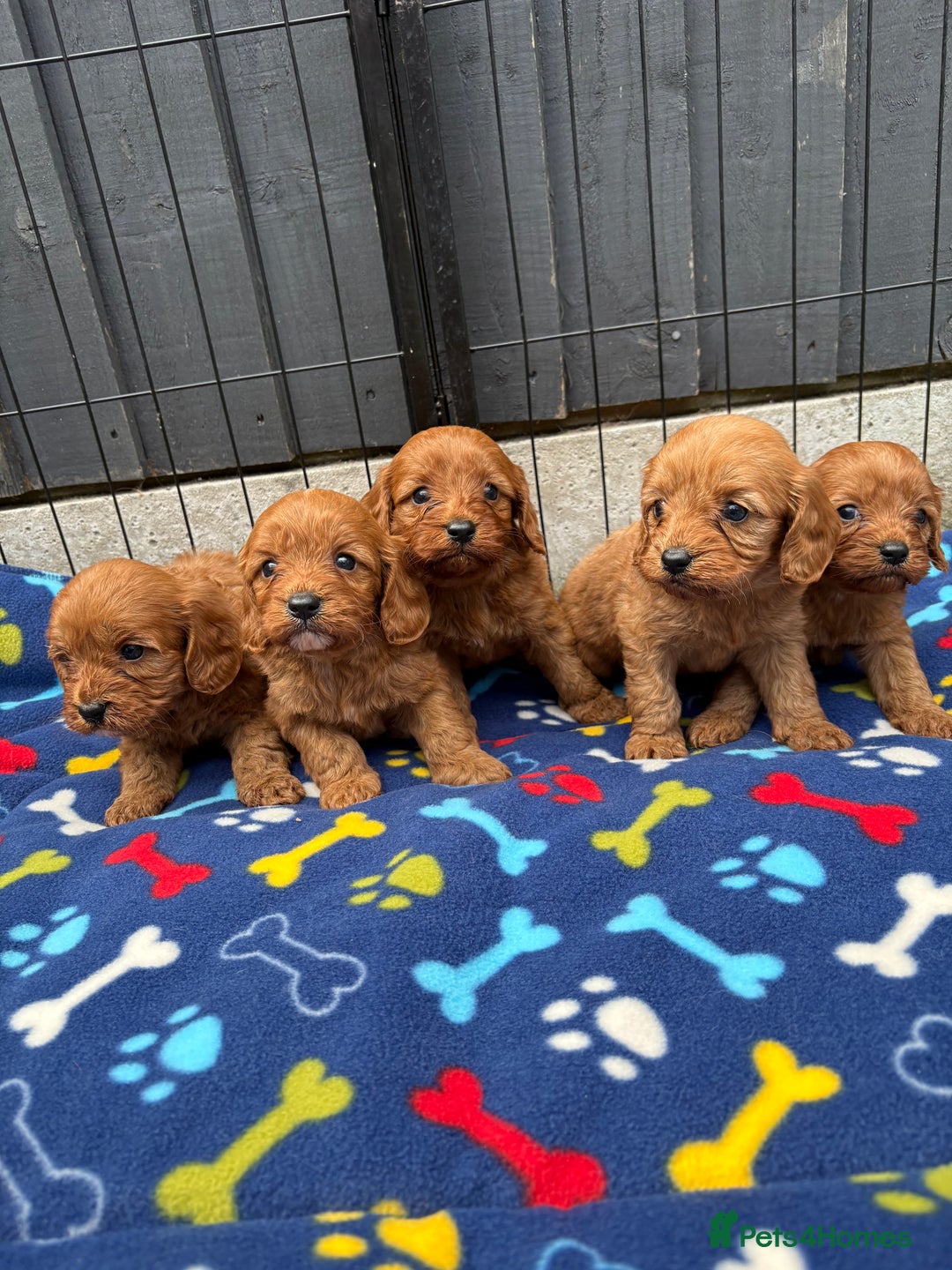 Cavapoo dogs for sale: Only two Beautiful girls cavapoos available  - Image 9