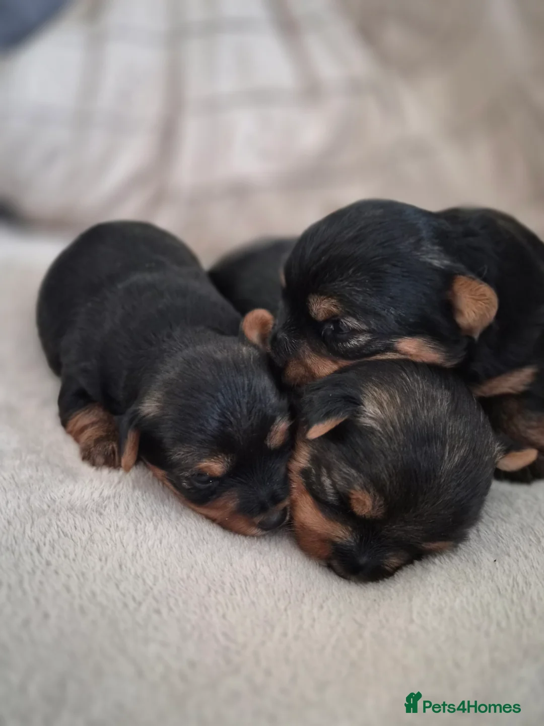 Yorkshire Terrier dogs for sale: yorkshire terrier  - Advert 2