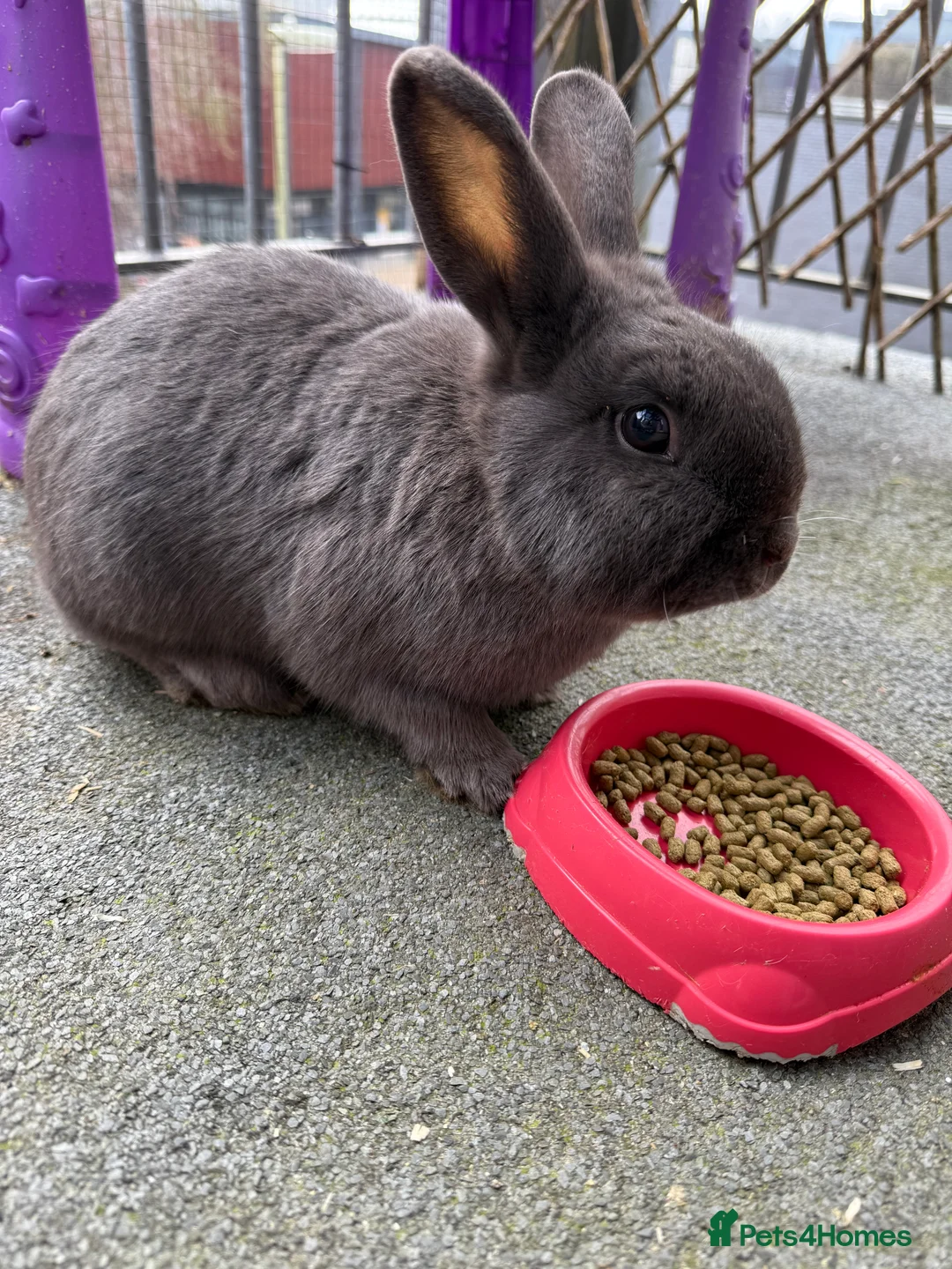 Mixed Breed rabbits for sale: 2 females 1 male rabbits.  in Winchester - Advert 3