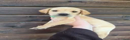 Labrador Retriever dogs for sale: READY TO LEAVE! 1 Black bitch 1 yellow dog left - Advert 9