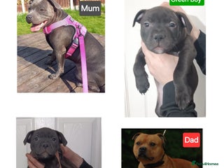 Staffordshire Bull Terrier dogs The Last Stunning KC SBT Boy! - Advert 13