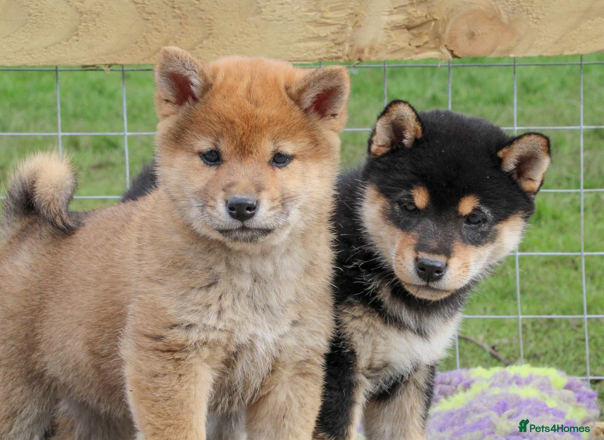 Japanese Shiba Inu dogs Outstanding original Japanese Shiba Inu puppies  - Advert 2