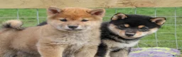 Japanese Shiba Inu dogs for sale: Outstanding original Japanese Shiba Inu puppies  - Advert 13