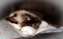 Ragdoll cats for sale: Ragdoll kittens - loving, playful, dog confident - Image 13