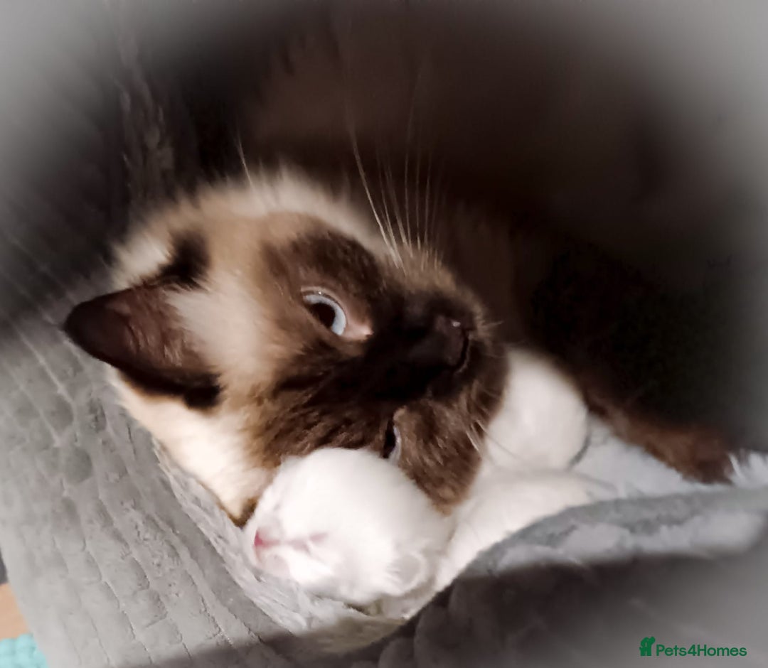 Ragdoll cats for sale: Ragdoll kittens - loving, playful, dog confident - Image 13