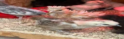 Mixed Breed poultry for sale: Rumpless Arucana Hen Polish, Brahma, silkie chicks - Advert 31