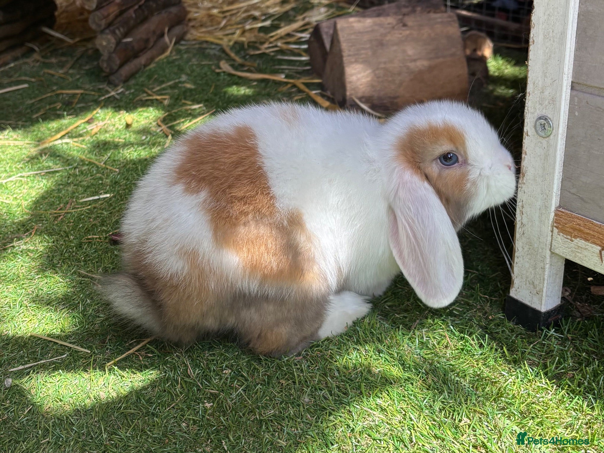 Mini Lop rabbits Only 1 baby mini lop left - boy - Advert 2