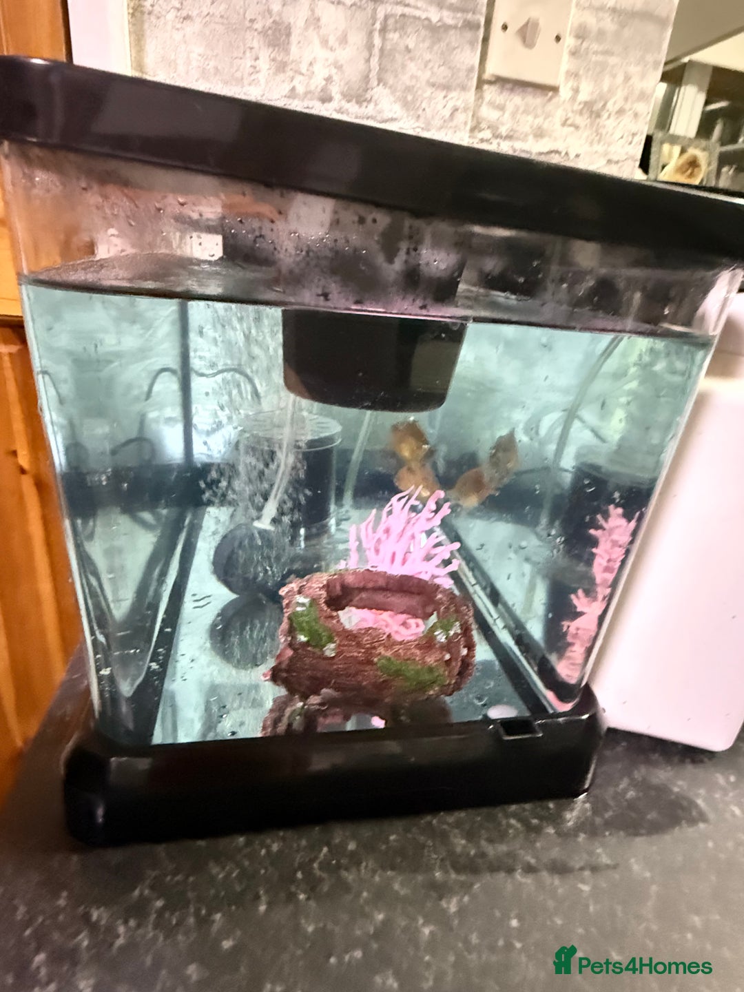 Goldfish fish for sale: Goldfish with Complete Tank Setup – Ready to Go - Advert 2
