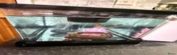 Goldfish fish for sale: Goldfish with Complete Tank Setup – Ready to Go - Advert 2