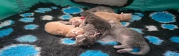 Maine Coon cats for sale: Stunning maincoon litter  - Advert 5