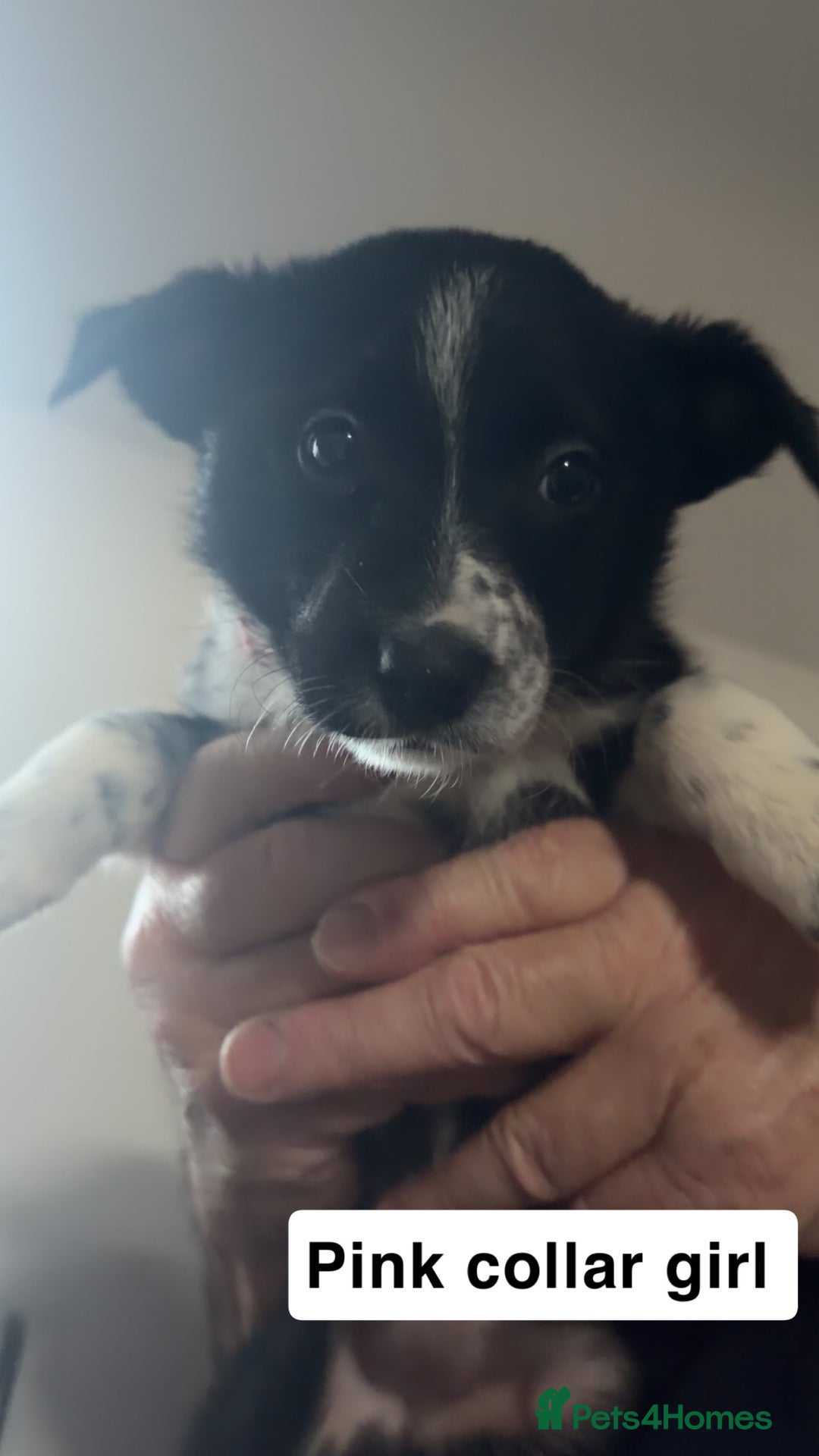 Mixed Breed dogs for sale: Border collie pups - Advert 7