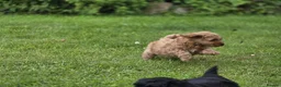 Cockapoo dogs for sale: Cockapoo Pups - Fully Health Tested and vaccinated in Wigton - Advert 20