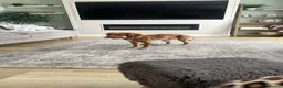 Cocker Spaniel dogs for sale: Cocker spaniel male pup - Advert 3