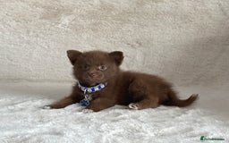 Pomsky dogs for sale: Small f3 Pomsky puppies for sale  - Image 2