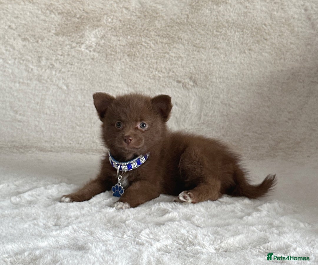 Pomsky dogs for sale: Small f3 Pomsky puppies for sale  - Image 2