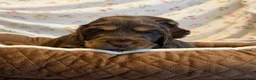 Cocker Spaniel dogs for sale: Kc show type cocker spaniel puppies  - Advert 5