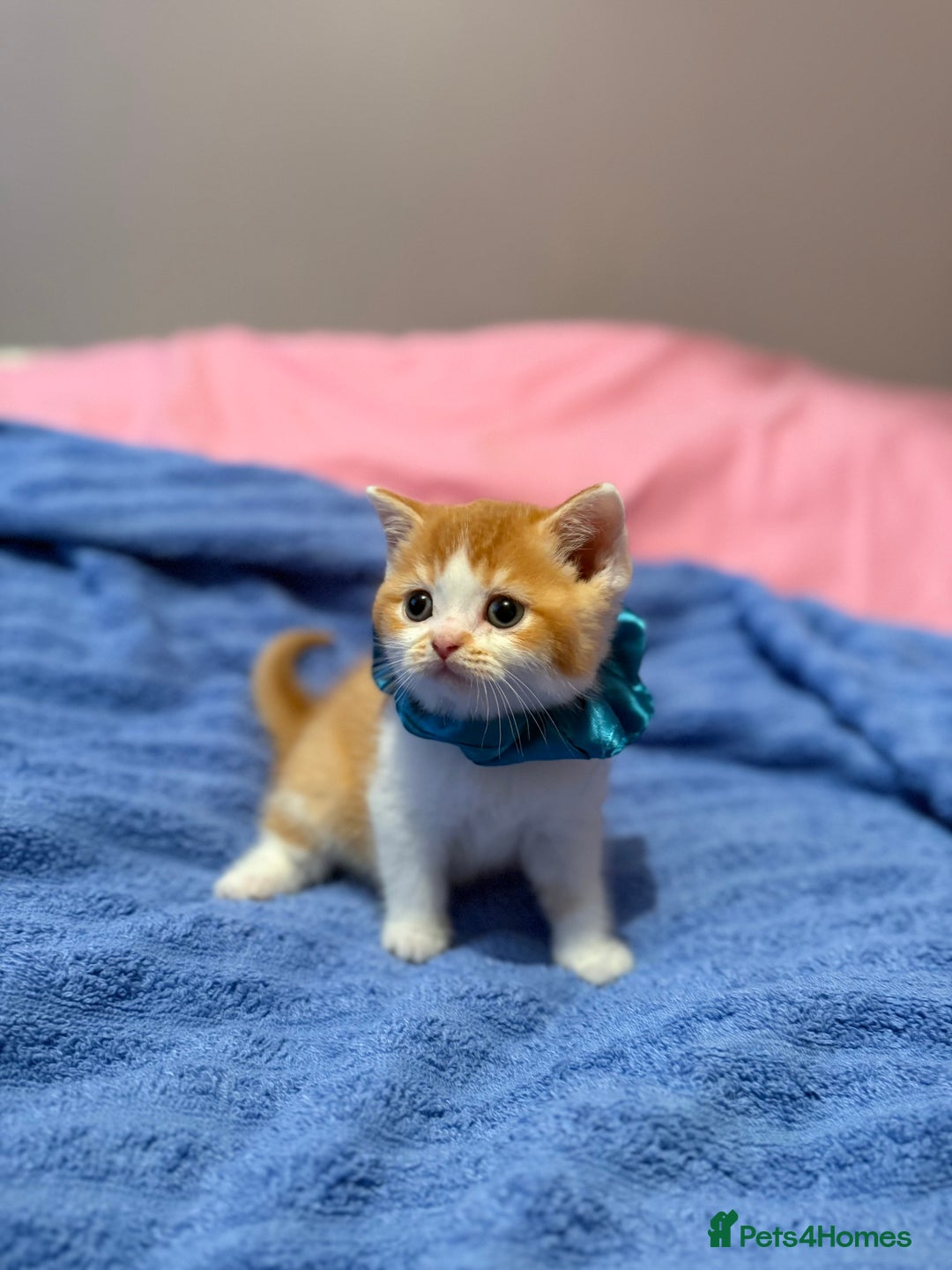 British Shorthair cats for sale: Quality British Shorthair kittens  - Image 12