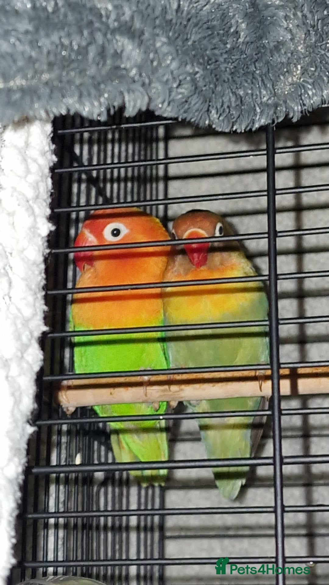 Lovebirds birds for sale: Beautiful bonded Fiacher's Lovebirds  - Advert 1