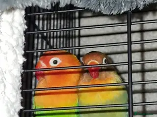 Lovebirds birds Beautiful bonded Fiacher's Lovebirds - Advert 7