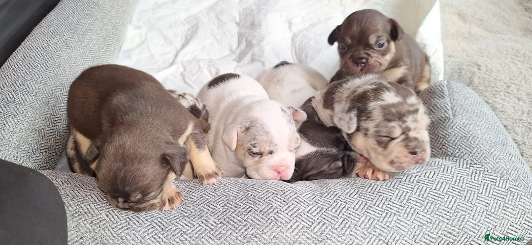 French Bulldog dogs for sale: French bulldog puppies for sale  - Advert 2