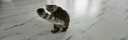 British Shorthair cats for sale: British shorthair champion GCCF registered  - Advert 4
