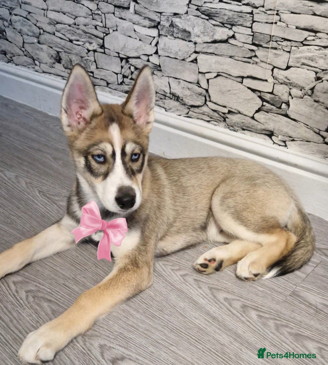 Siberian Husky dogs Beautiful siberian husky girl ❤️ - Advert 7