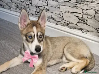 Siberian Husky dogs Beautiful siberian husky girl ❤️ - Advert 7