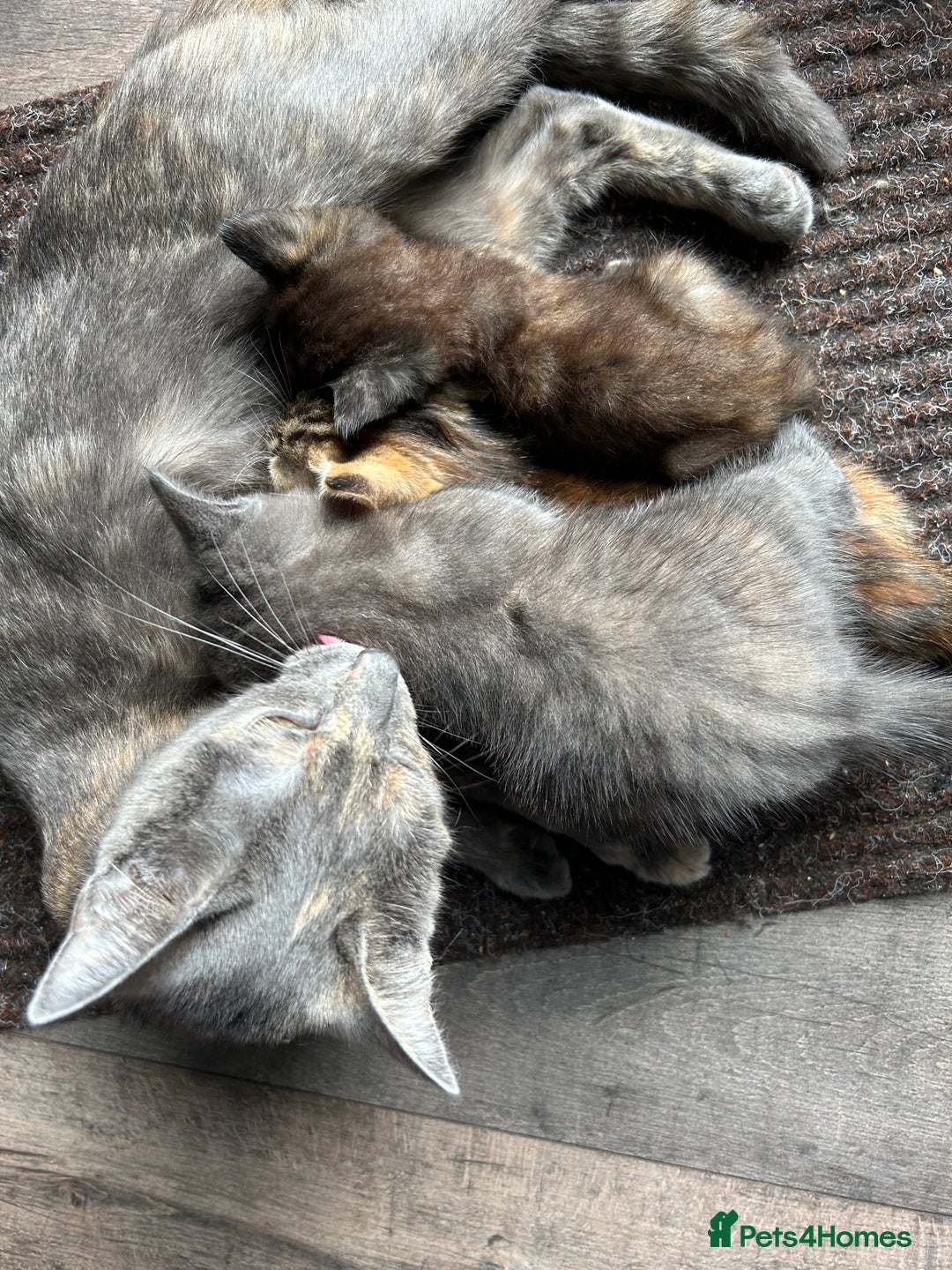 Domestic Shorthair cats for sale: 4 beautiful kittens  - Image 13