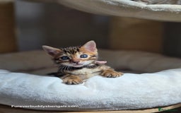 Bengal cats for sale: Gorgeous Pedigree Bengal Kittens  - Image 5