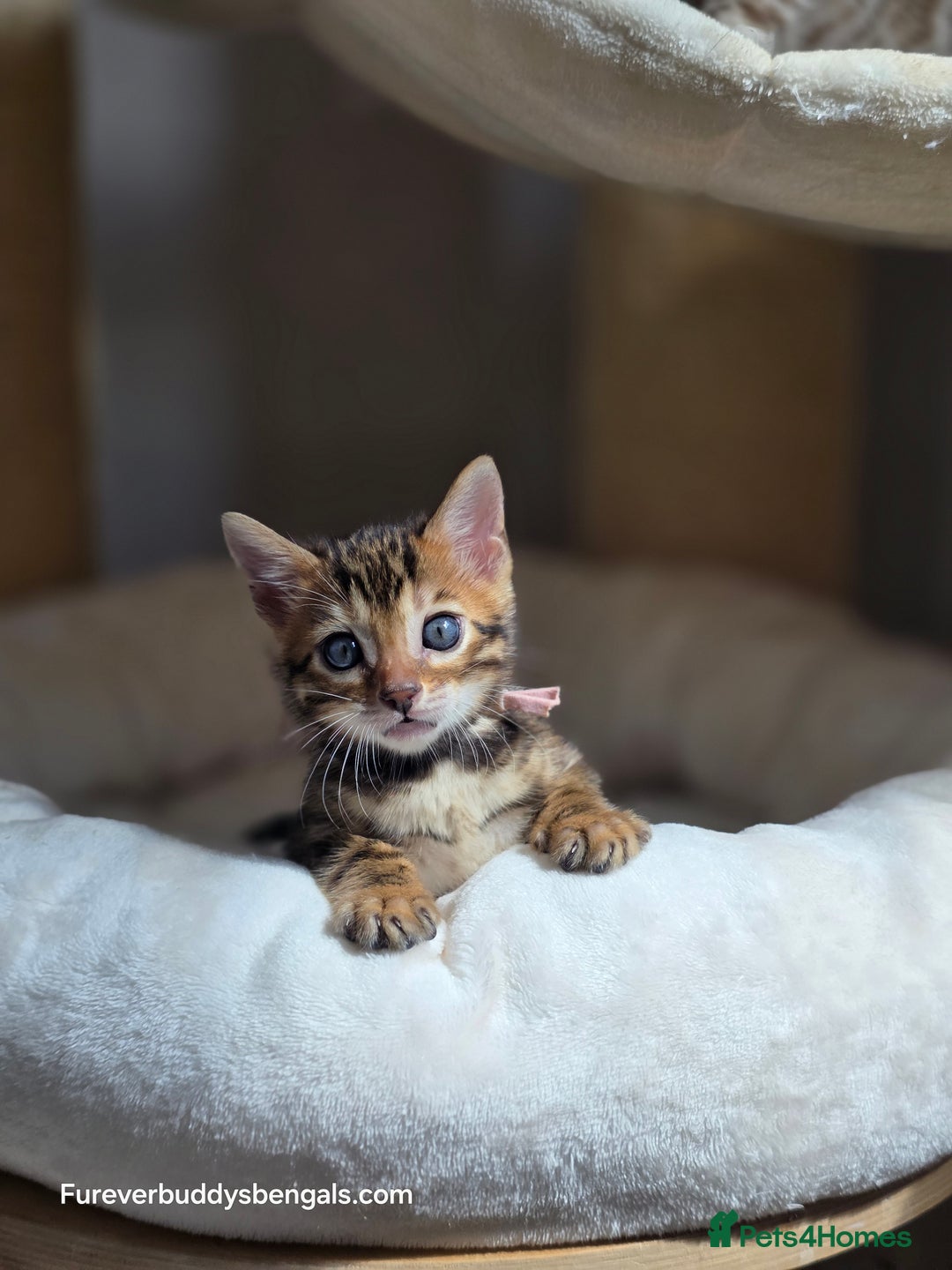Bengal cats for sale: Gorgeous Pedigree Bengal Kittens  - Image 5
