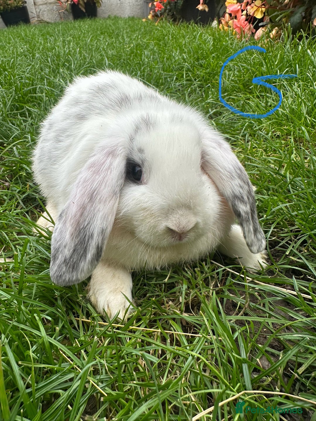 Mini Lop rabbits for sale: Mini Lop Rabbits For Sale  - Image 5