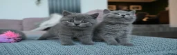 British Shorthair cats for sale: 3 Stunning Pure Breed British Shorthairs in Broadstone - Advert 7