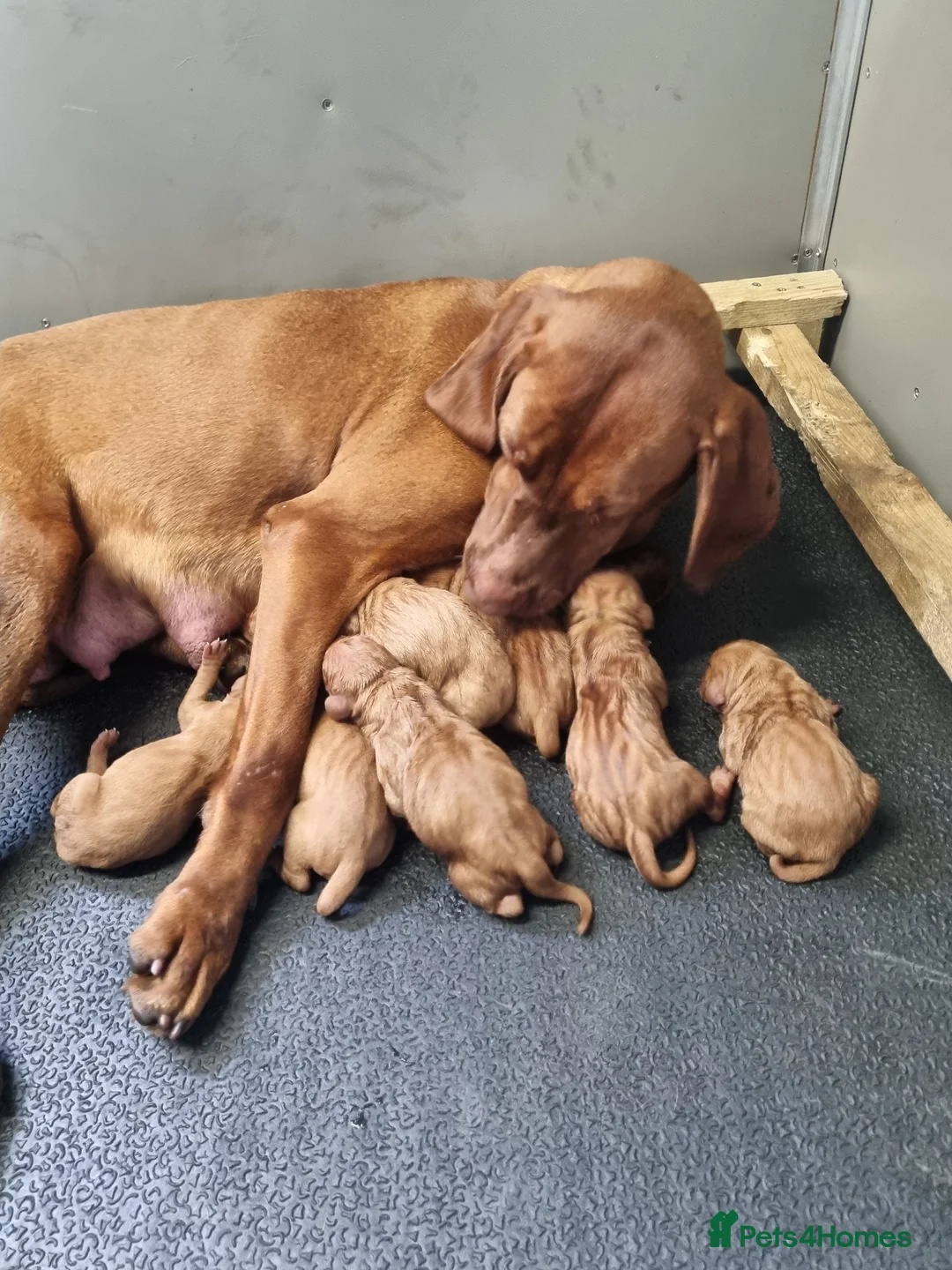 Hungarian Vizsla dogs for sale: Beautiful KC Registered Hungarian Vizsla Puppies  - Advert 5