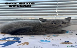 British Shorthair cats for sale: British Shorthair kittens - Image 7