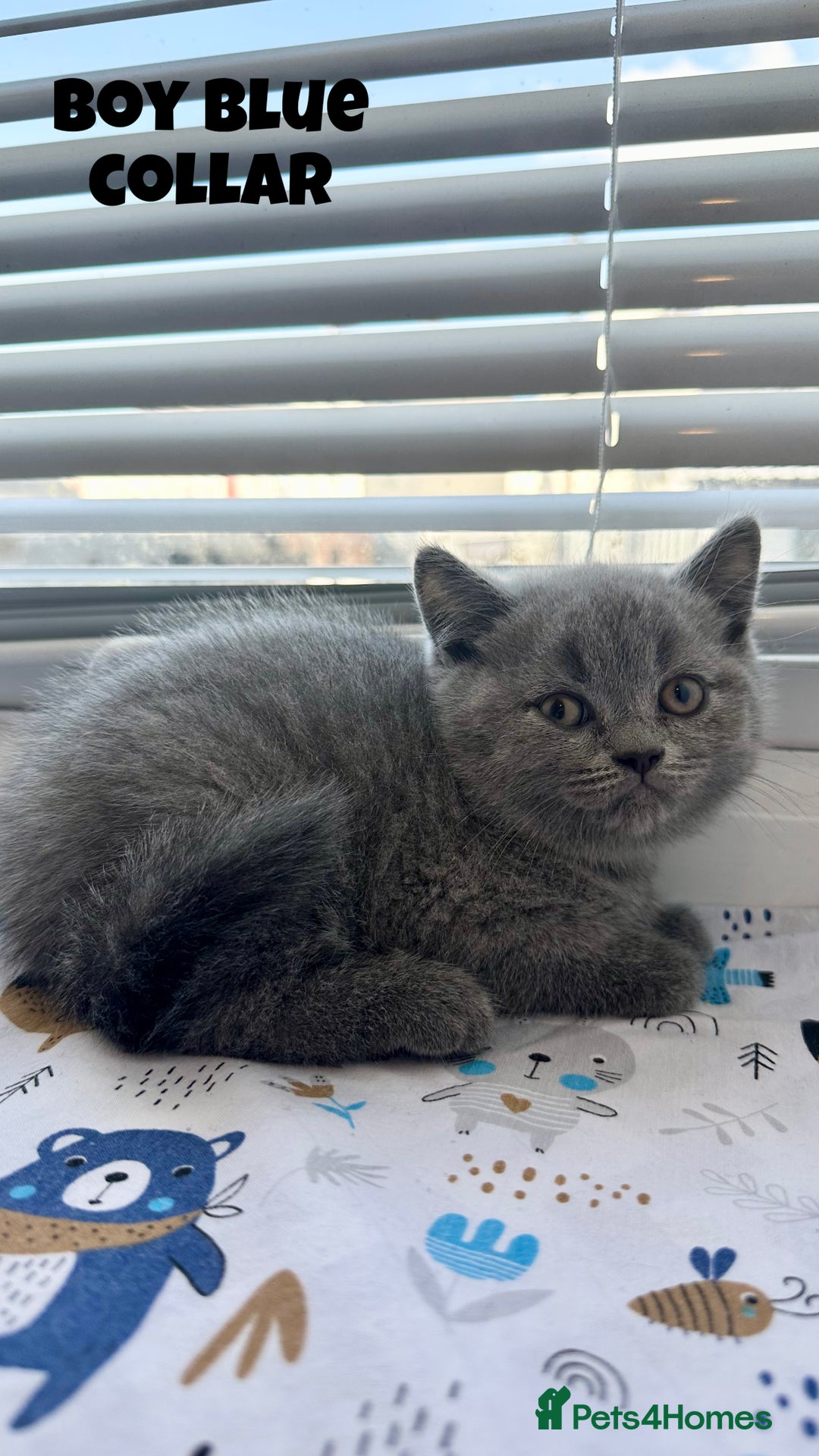 British Shorthair cats for sale: British Shorthair kittens - Image 7