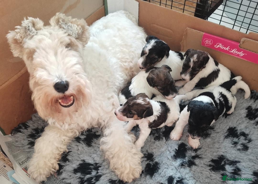 Fox Terrier dogs Beautiful Wire Fox Terrier Pups Available - Advert 11