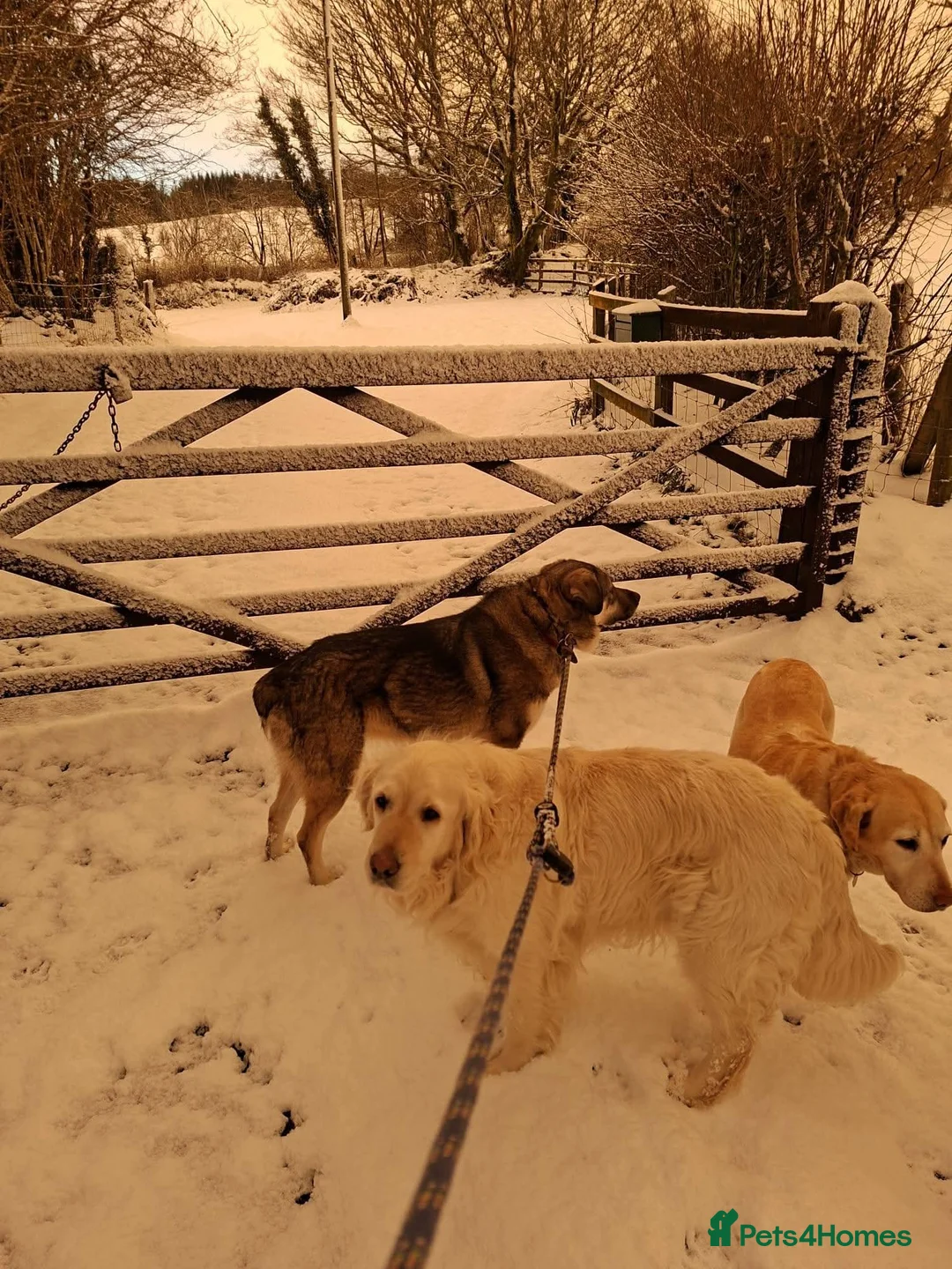 Mixed Breed dogs for adoption: Meet Zena,currently residing in Carmarthenshire  in Carmarthen - Advert 3