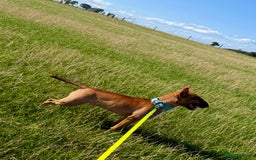 Miniature Bull terrier dogs for sale: Minuter English bull terrier  - Image 1