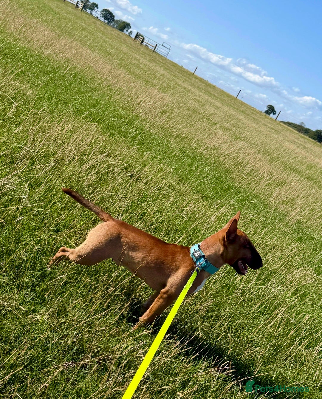Miniature Bull terrier dogs for sale: Minuter English bull terrier  - Image 1