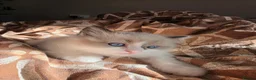 Ragdoll cats for sale: Purebred Ragdoll Kittens in Leigh - Advert 7