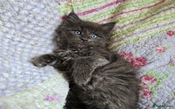 Maine Coon cats for sale: Stunning GCCF Maine Coon kittens  - Image 7