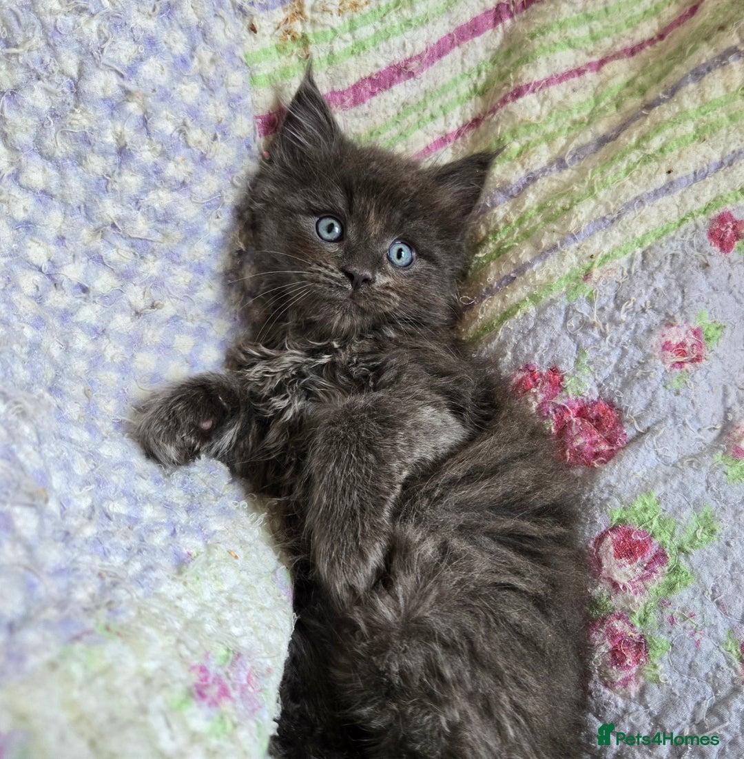 Maine Coon cats for sale: Stunning GCCF Maine Coon kittens  - Image 7