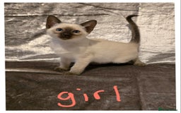 Siamese cats for sale: Traditional Siamese Kittens  - Image 5