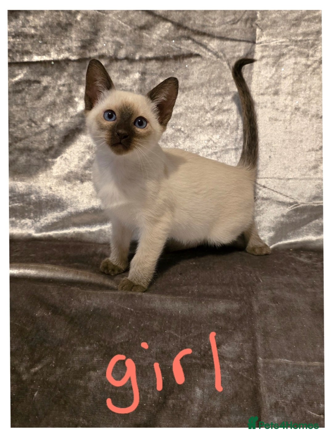 Siamese cats for sale: Traditional Siamese Kittens  - Image 5