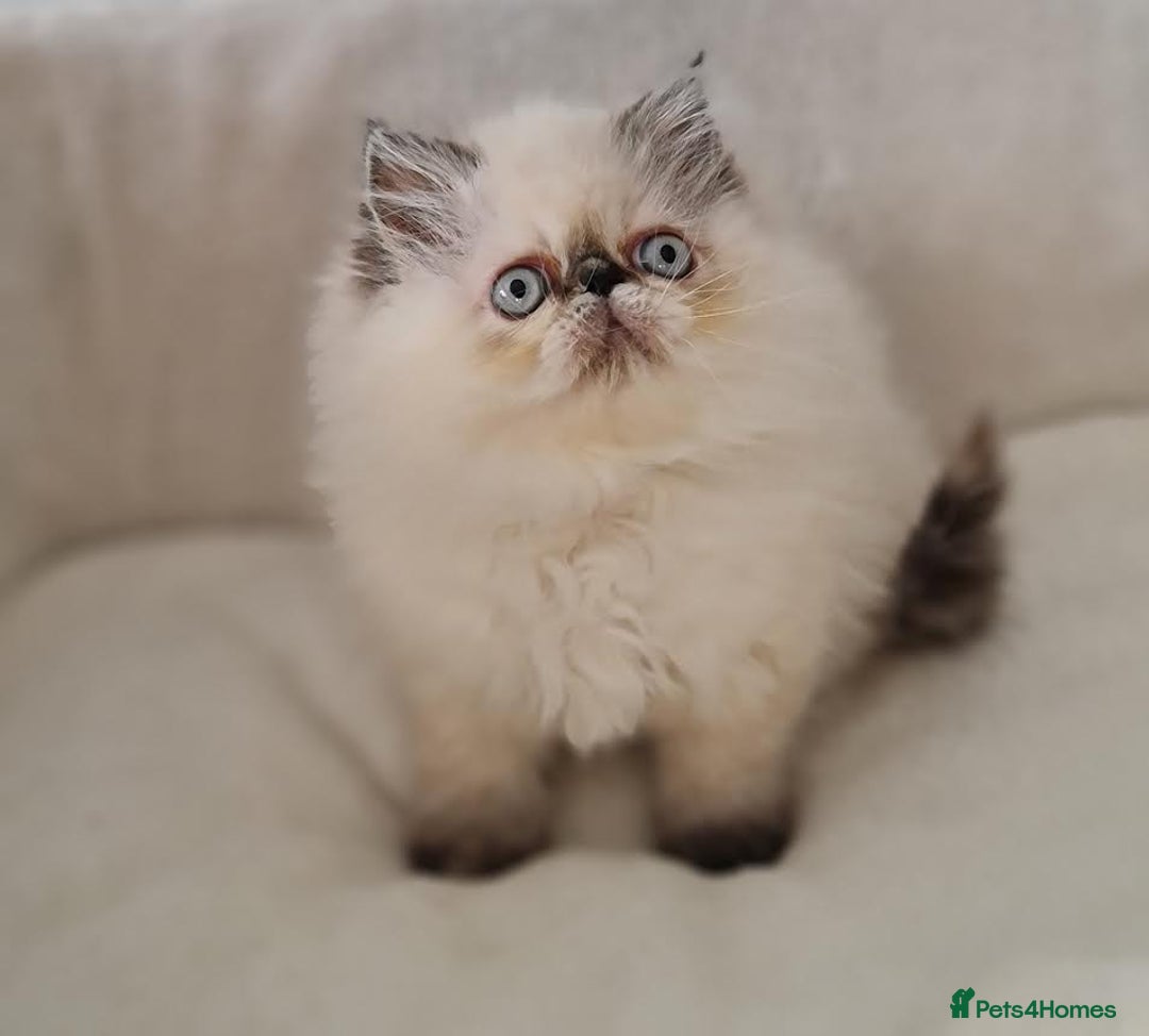 Persian cats for sale: Persian Kittens - Advert 6